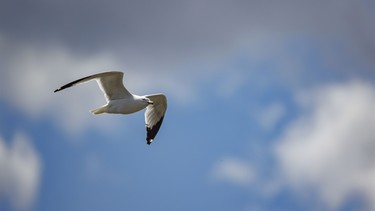 A ringbilled gull patrols the shore at Severn Dam east of Rockyford, Ab., on Monday, June 8, 2026.
