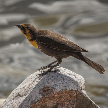 A female yellow-headed blackbird with a beakful of bugs for her babies at Severn Dam east of Rockyford, Ab., on Monday, June 8, 2026.
