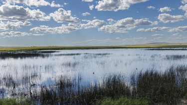 A recently refilled slough east of Rockyford, Ab., on Monday, June 8, 2026.