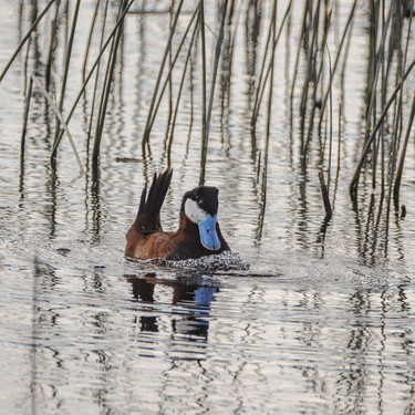 A male ruddy duck performs its bubble dance on a recently refilled slough east of Rockyford, Ab., on Monday, June 8, 2026.