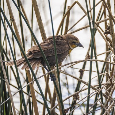 A female yellow-headed blackbird approaches her nest on a recently refilled slough east of Rockyford, Ab., on Monday, June 8, 2026.