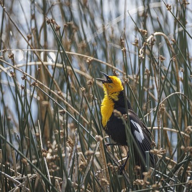 A yellow-headed blackbird yells out its territory at a recently refilled slough east of Rockyford, Ab., on Monday, June 8, 2026.