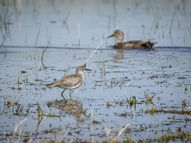 A willet slides through the shallows as a gadwall passes at an ephemeral slough east of Rockyford, Ab., on Monday, June 8, 2026.