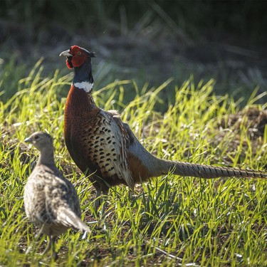 Pheasants west of Rockyford, Ab., on Monday, June 8, 2026.