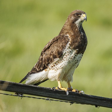 A Swainson's hawk at an old farmstead west of Rockyford, Ab., on Monday, June 8, 2026.