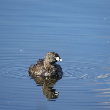 A pie-billed grebe swims west of Rockyford, Ab., on Monday, June 8, 2026.
