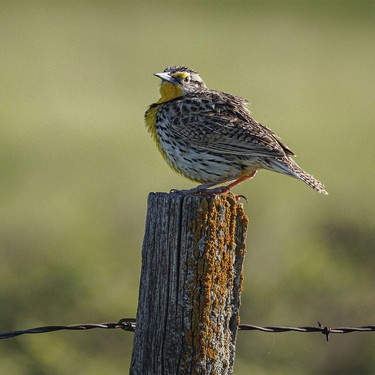 A meadowlark gives a look west of Rockyford, Ab., on Monday, June 8, 2026.