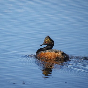 An eared grebe north of Strathmore, Ab., on Monday, June 8, 2026.