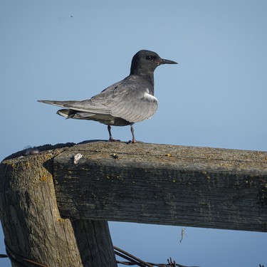 A black tern about to take off north of Strathmore, Ab., on Monday, June 8, 2026.