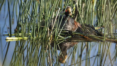 An eared grebe on its nest north of Strathmore, Ab., on Monday, June 8, 2026.