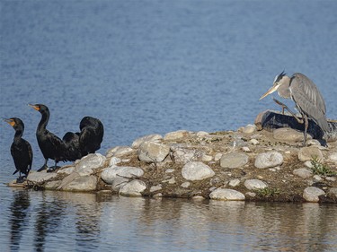 An itchy blue heron shares an island with cormorants on a pond in Strathmore, Ab., on Monday, June 8, 2026.