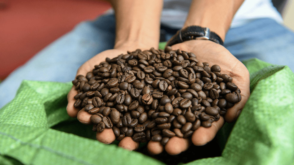 Hands holding brown coffee beans