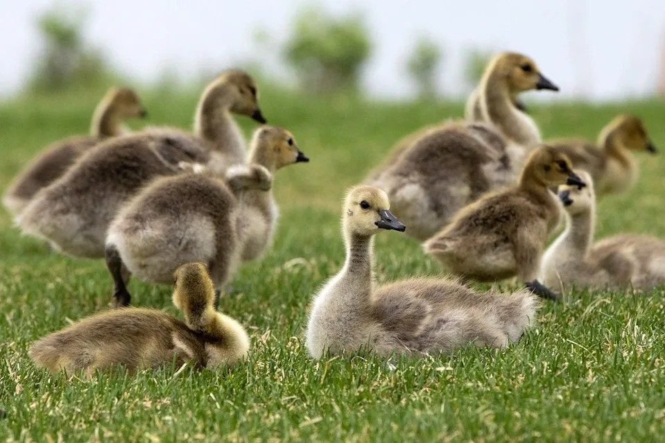 Canada geese goslings in Edmonton’s Hawrelak Park, Thursday June 4, 2026.