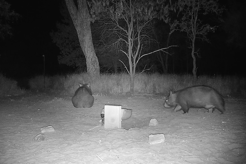 Two northern hairy-nosed wombats at night