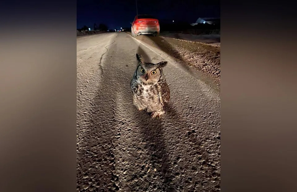 Melissa Powell found an injured great horned owl while driving along Springfield Road in Winnipeg's Transcona area in March 2021.