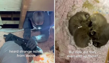 Mystery noises above little girl's bedroom lead to discovery of four baby raccoons and a mother's return