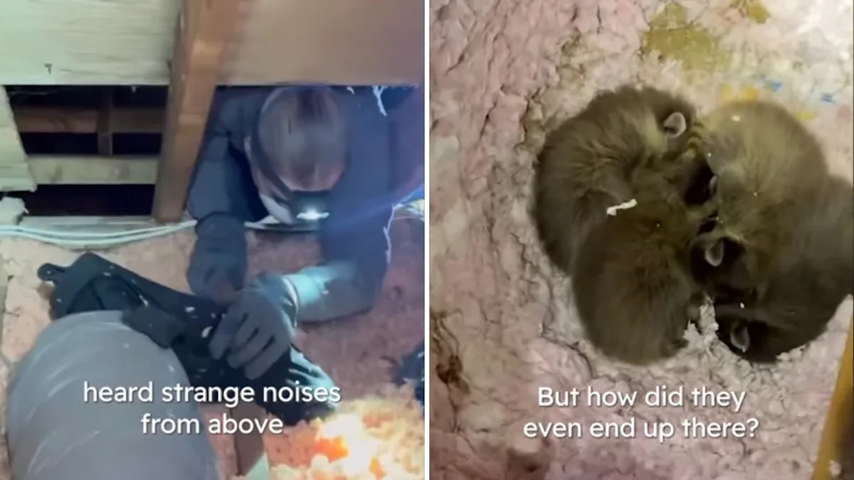 Mystery noises above little girl's bedroom lead to discovery of four baby raccoons and a mother's return