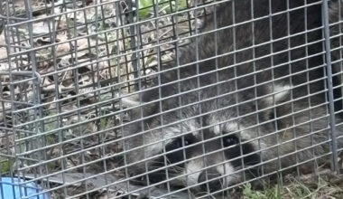 Trap meant for feral cat catches 30-pound raccoon so obese he had to squeeze himself inside