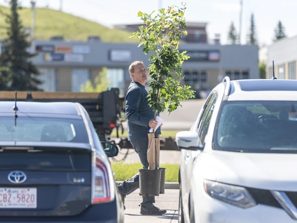 Thousands of trees were given away through the City of Calgary’s Branching out Tree Program on Saturday, June 13, 2026. Brent Calver/Postmedia