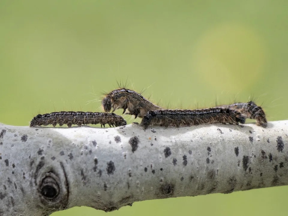 Forest tent caterpillars in the Edmonton river valley on Friday, June 5, 2026. Shaughn Butts/Postmedia