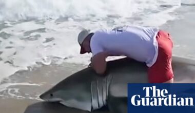 Video shows angler freeing great white shark after surprise catch at Nantucket | Sharks