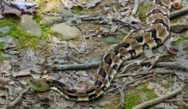 Green-faced timber rattlesnake spotted on Virginia trail leaves viewers stunned: 'Crazy colours'