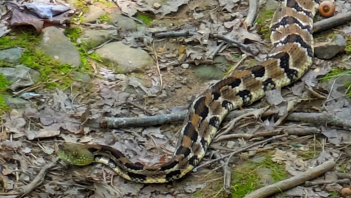 Green-faced timber rattlesnake spotted on Virginia trail leaves viewers stunned: 'Crazy colours'
