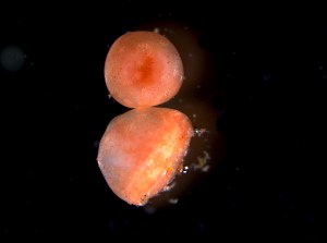 A microscopic photo of healed tube feet on a sea cucumber.
