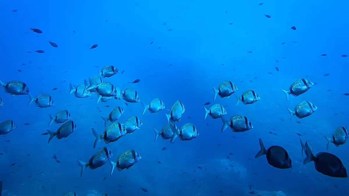 All hands on deck: the EU's €92 million bid for a global ocean intelligence network
