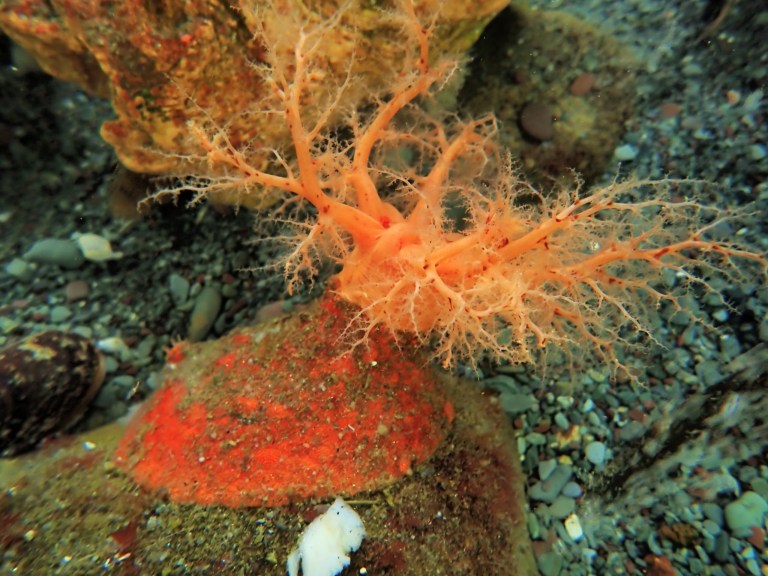 A sea cucmber, psolus fabricii, in nature showing orange tentacle-like tube feet.