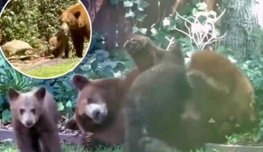 Bear and cubs spotted 'wrestling' in LA garden