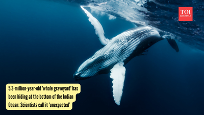 5.3-million-year-old 'whale graveyard' has been hiding at the bottom of the Indian Ocean: Scientists call it 'unexpected'