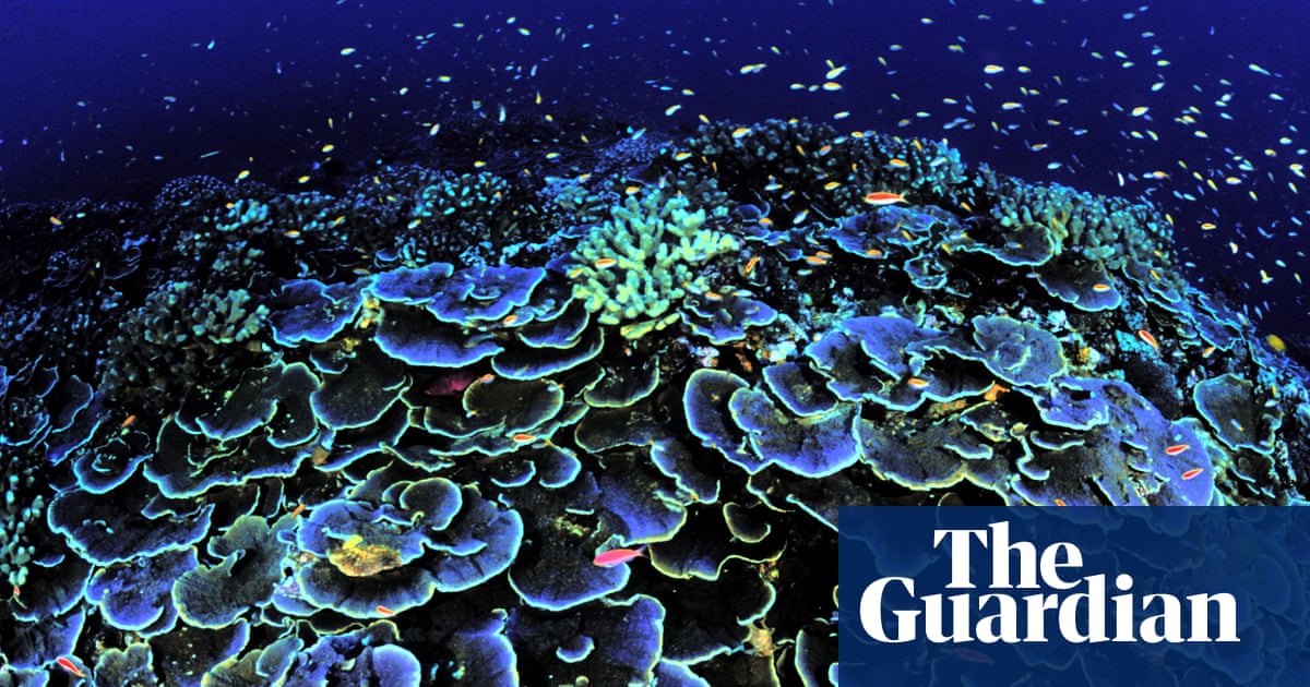 Ping-pong sponges, ‘black smokers’ and floating somethings: the secrets of the deep sea |