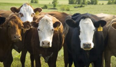 Researchers track how chronic wasting disease spreads to other species