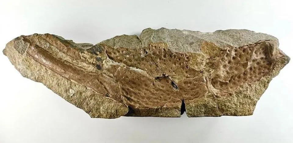 Pincer of scorpion was about the size of today's largest scorpion (Natural History Museum)