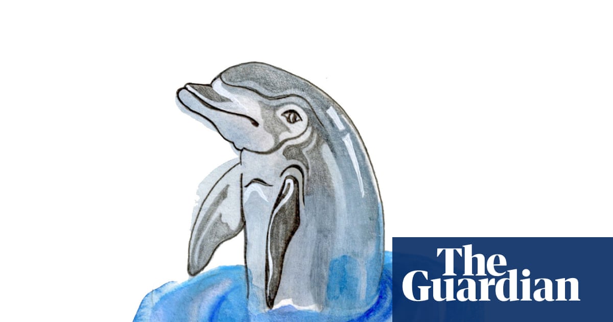 How do dolphins’ blowholes work and how fast do clouds travel? The kids’ quiz | Family