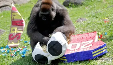 Humans and Great Apes Share Similar Giggles