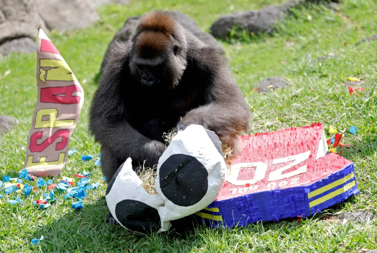 Humans and Great Apes Share Similar Giggles