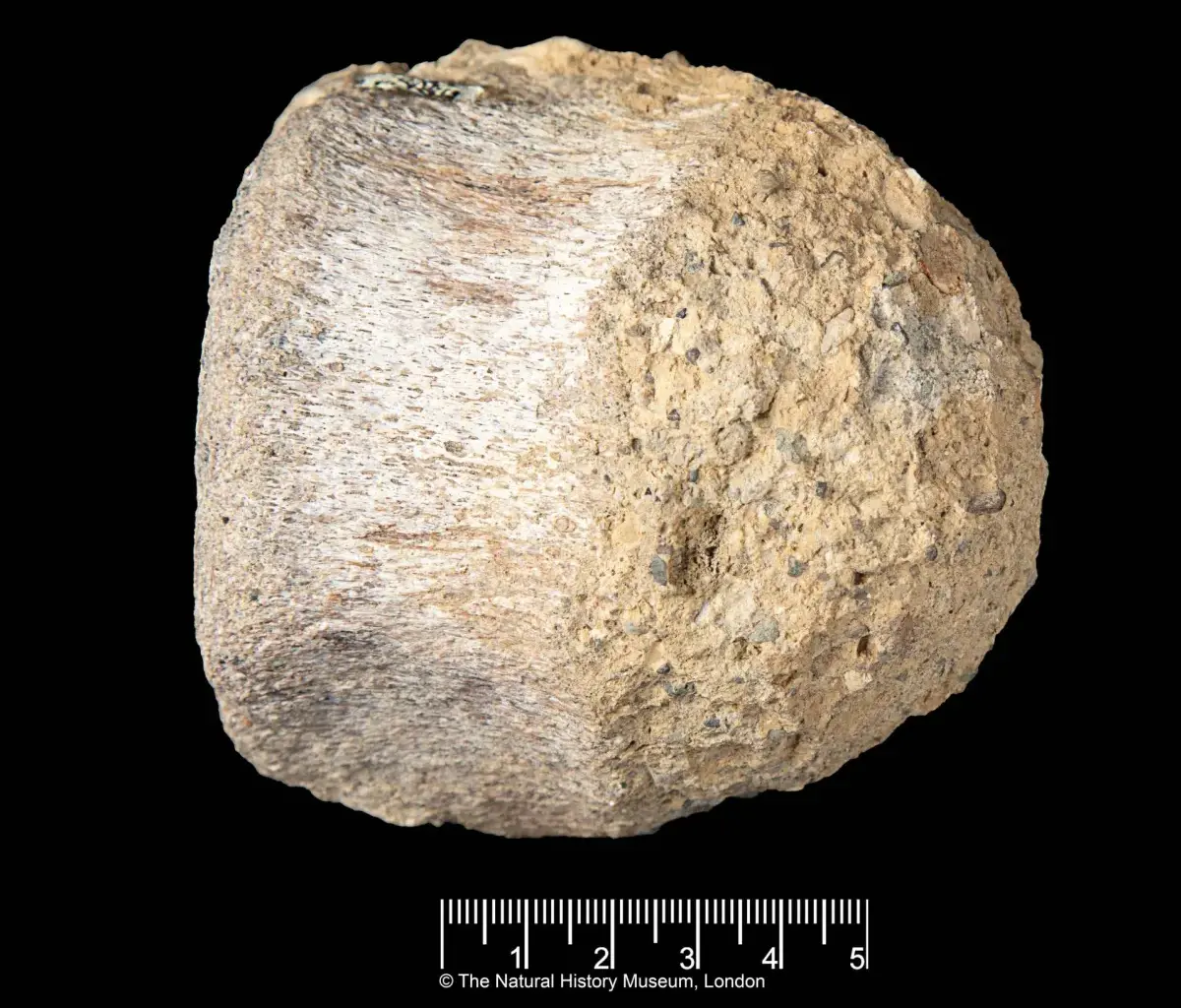 Rare Dinosaur Fossil from Antarctica is Found Tucked Away in a Drawer