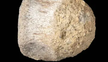 Rare Dinosaur Fossil from Antarctica is Found Tucked Away in a Drawer