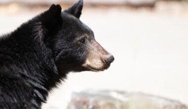 After Bear Injures Couple, They Hurt It Right Back