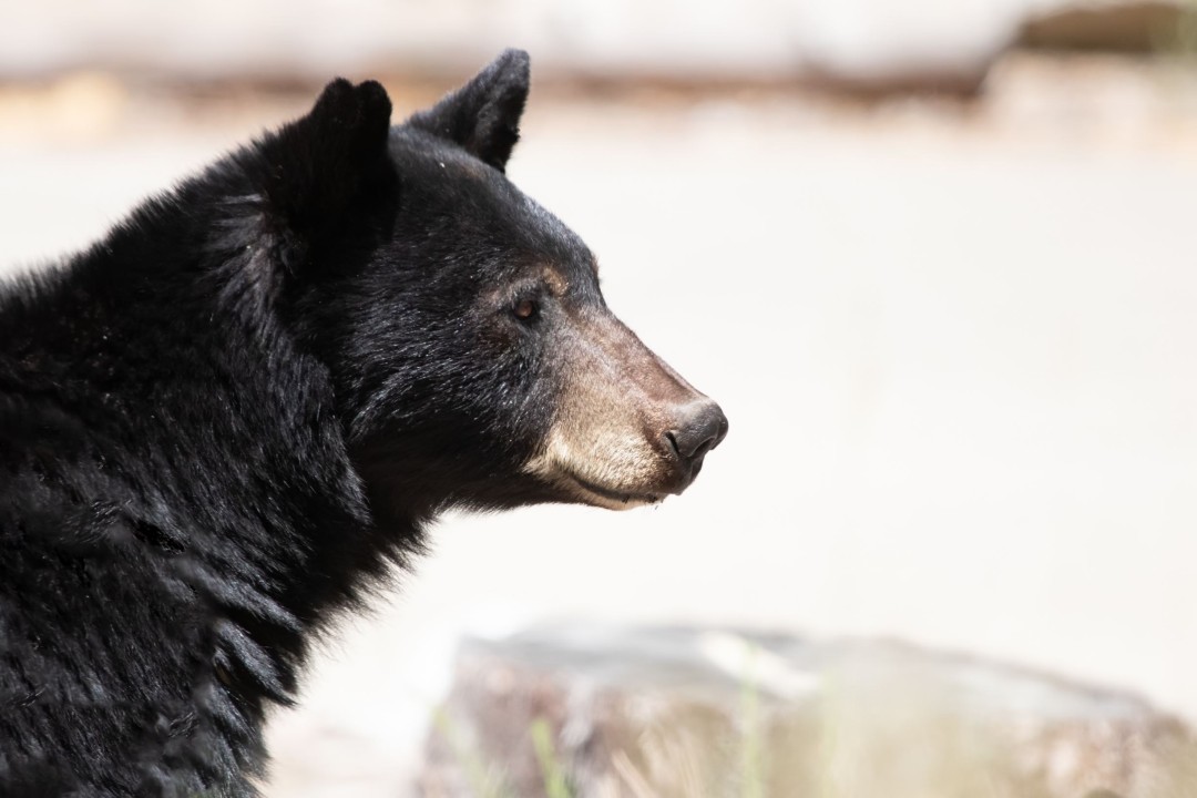 After Bear Injures Couple, They Hurt It Right Back