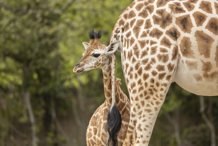 Missing Baby Giraffes Are Finally Safe