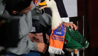 Duck Steals the Spotlight at Mexico Press Briefing