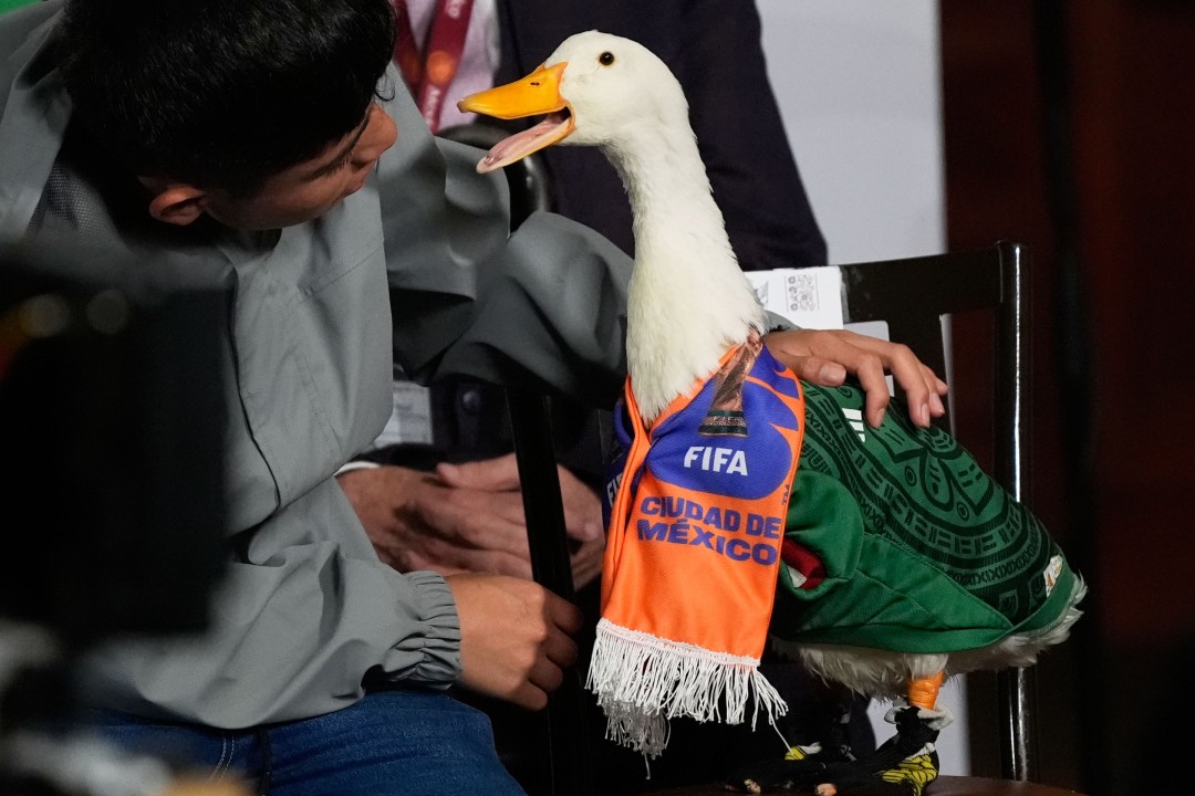 Duck Steals the Spotlight at Mexico Press Briefing