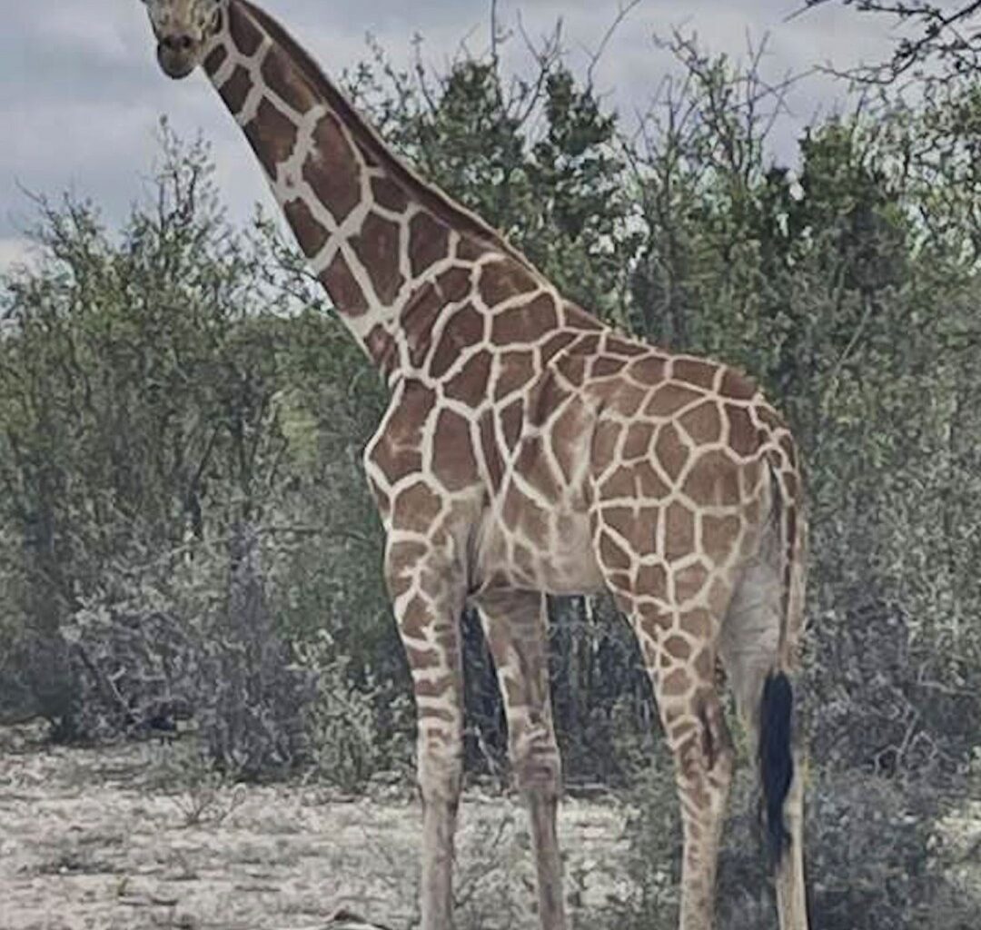 Giraffe MIA for 2 Weeks Found 'Fat and Happy'
