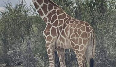 Giraffe MIA for 2 Weeks Found 'Fat and Happy'