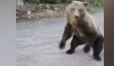 Clip of Woman's Very Vocal Pushback on Bear Goes Viral