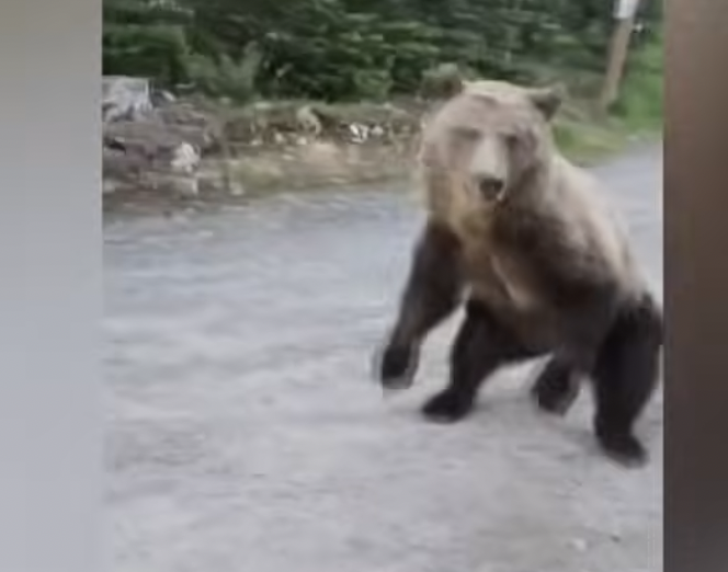 Clip of Woman's Very Vocal Pushback on Bear Goes Viral