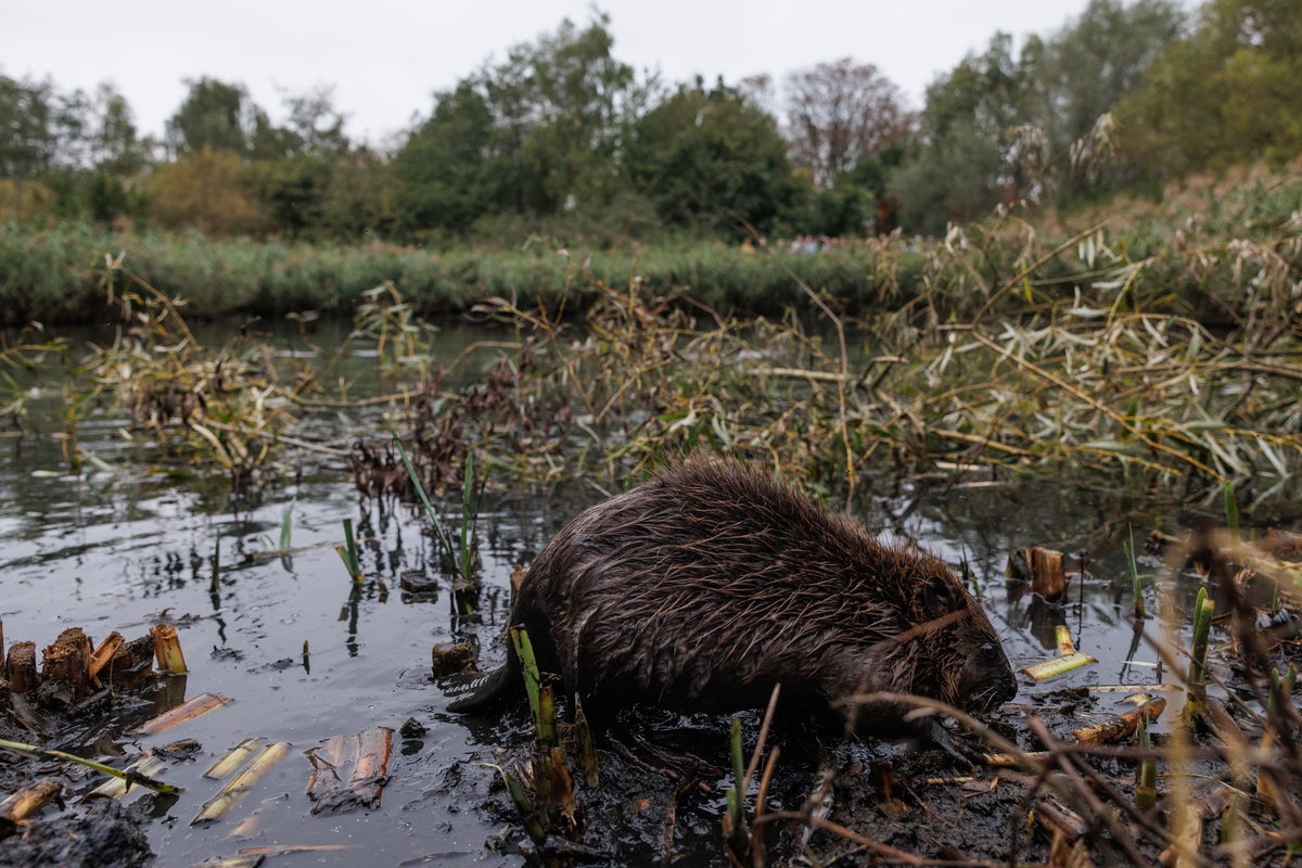 How eight beavers solved a Tube flooding problem engineers have been trying to fix for years